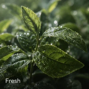 Fresh