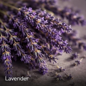 Lavender